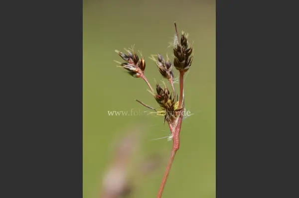 Fokus-Natur Bild