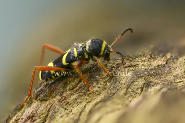 Fokus-Natur Bild