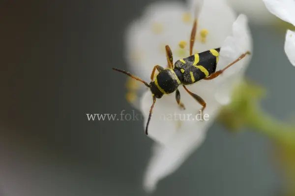 Fokus-Natur Bild