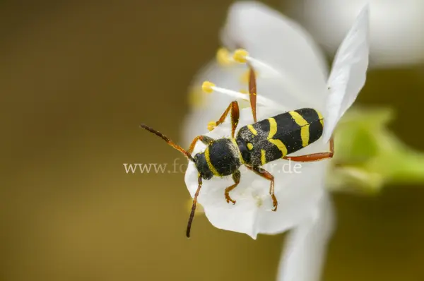 Fokus-Natur Bild