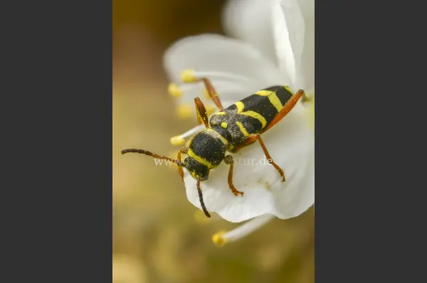Fokus-Natur Bild