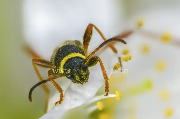 Fokus-Natur Bild