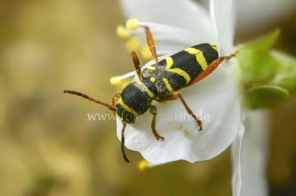 Fokus-Natur Bild