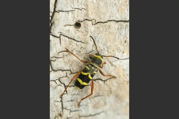 Fokus-Natur Bild