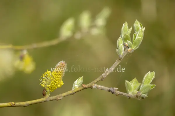 Fokus-Natur Bild