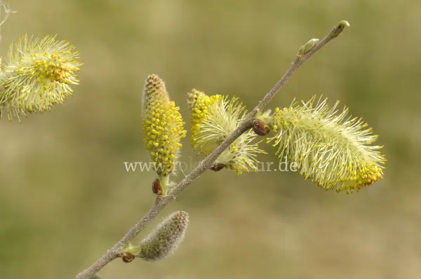 Fokus-Natur Bild