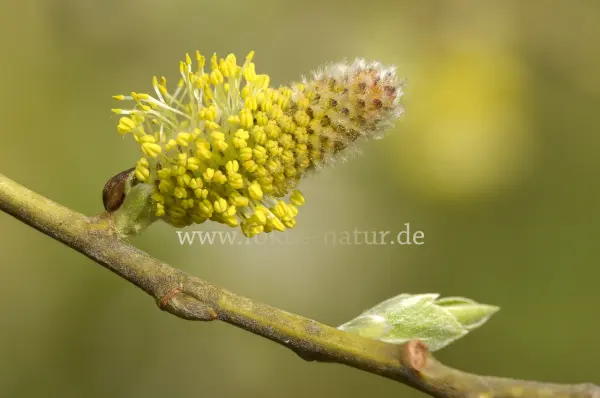 Fokus-Natur Bild