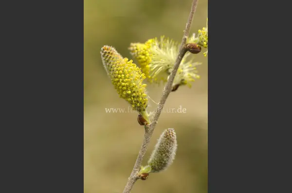 Fokus-Natur Bild