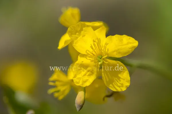 Fokus-Natur Bild