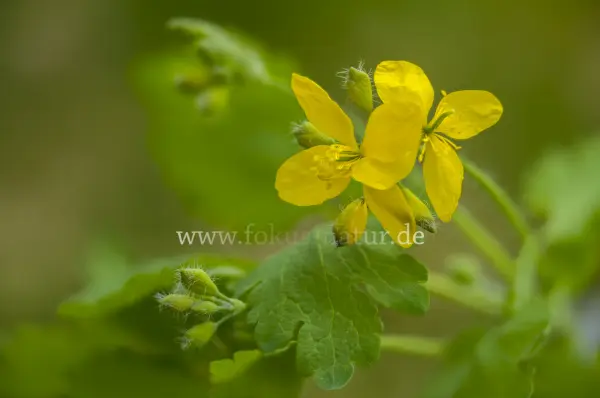 Fokus-Natur Bild