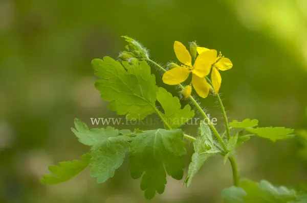 Fokus-Natur Bild