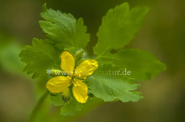 Fokus-Natur Bild