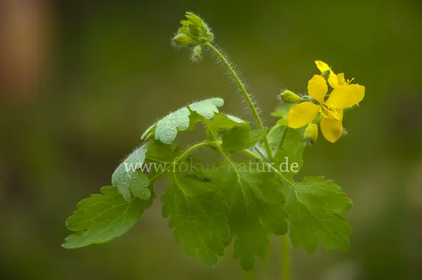 Fokus-Natur Bild