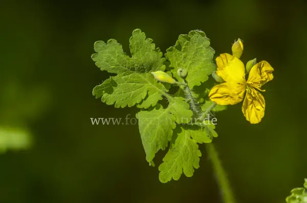 Fokus-Natur Bild