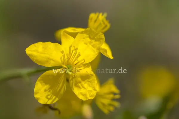 Fokus-Natur Bild