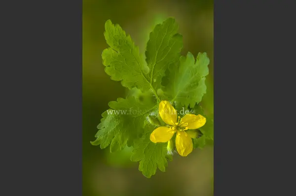 Fokus-Natur Bild