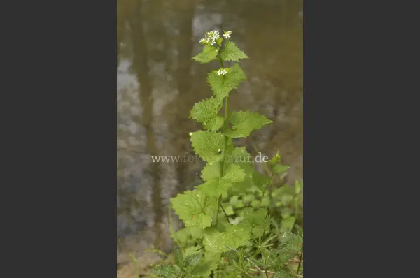 Fokus-Natur Bild