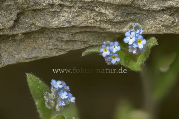 Fokus-Natur Bild