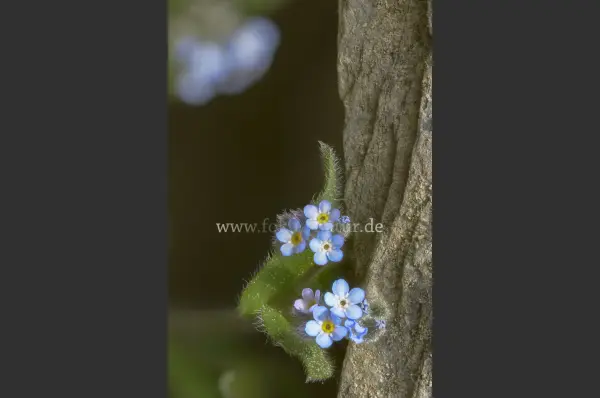 Fokus-Natur Bild