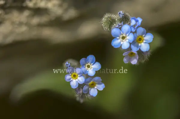 Fokus-Natur Bild