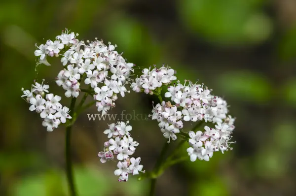 Fokus-Natur Bild