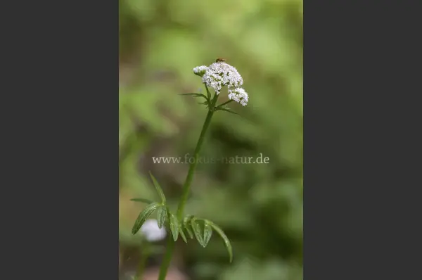Fokus-Natur Bild