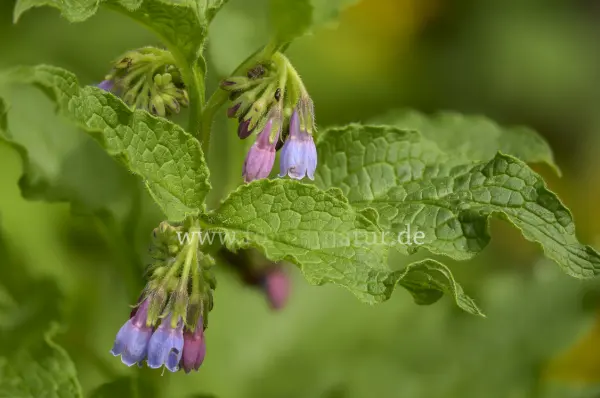Fokus-Natur Bild