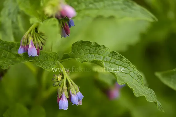 Fokus-Natur Bild