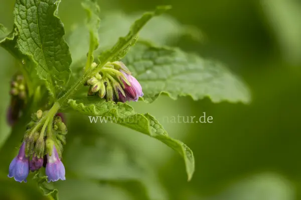 Fokus-Natur Bild