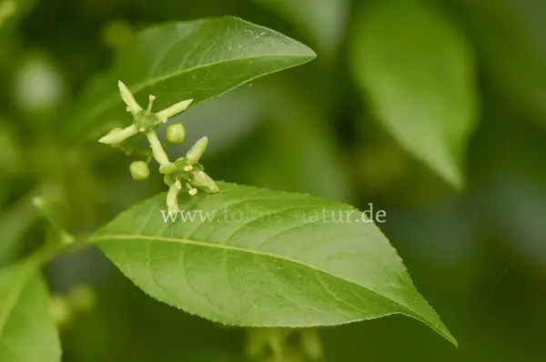 Fokus-Natur Bild