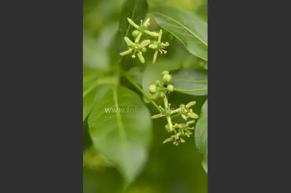 Fokus-Natur Bild