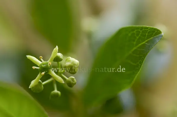 Fokus-Natur Bild