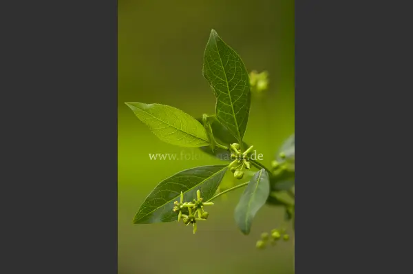 Fokus-Natur Bild