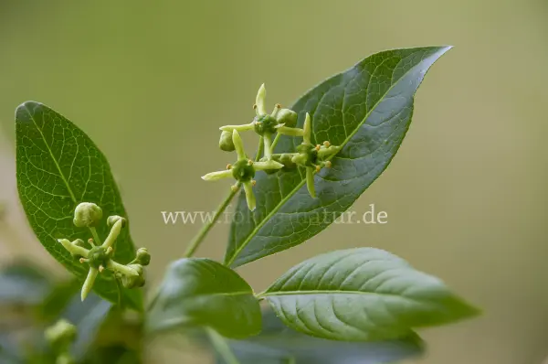 Fokus-Natur Bild