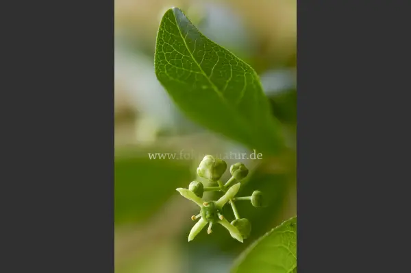 Fokus-Natur Bild