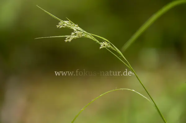 Fokus-Natur Bild