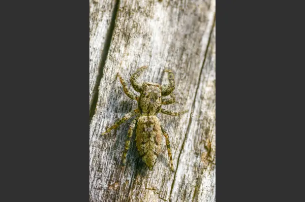 Fokus-Natur Bild