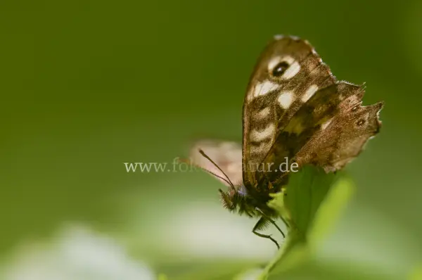 Fokus-Natur Bild