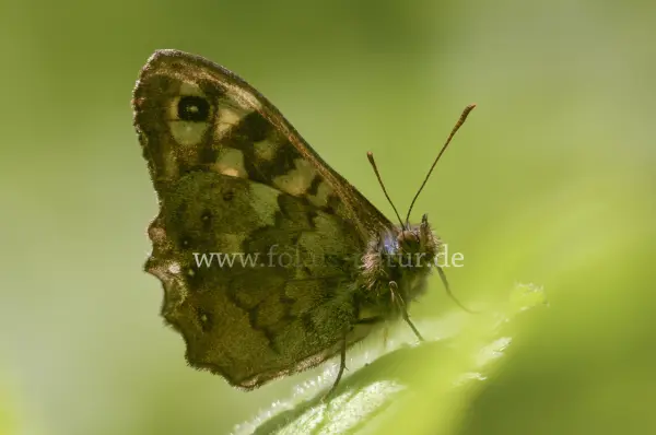 Fokus-Natur Bild