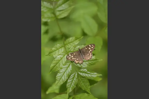 Fokus-Natur Bild