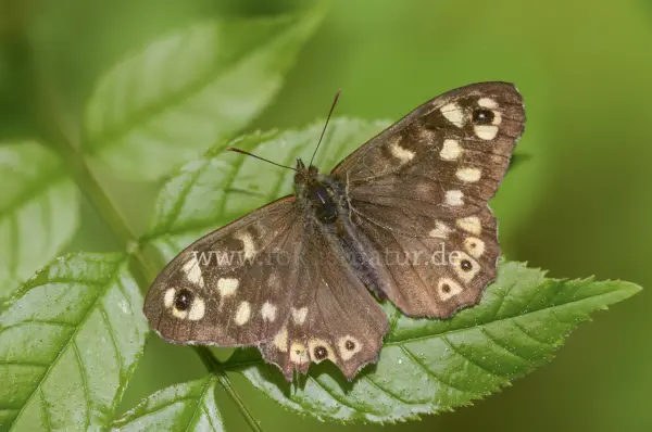Fokus-Natur Bild