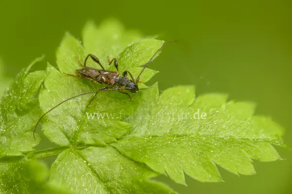 Fokus-Natur Bild