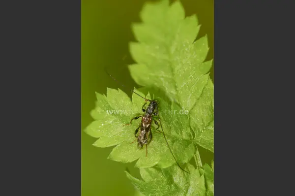 Fokus-Natur Bild