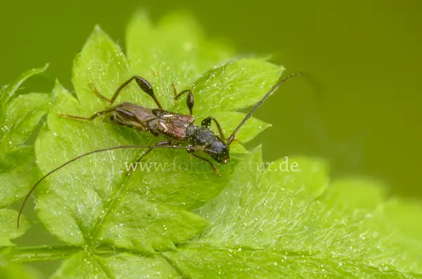 Fokus-Natur Bild