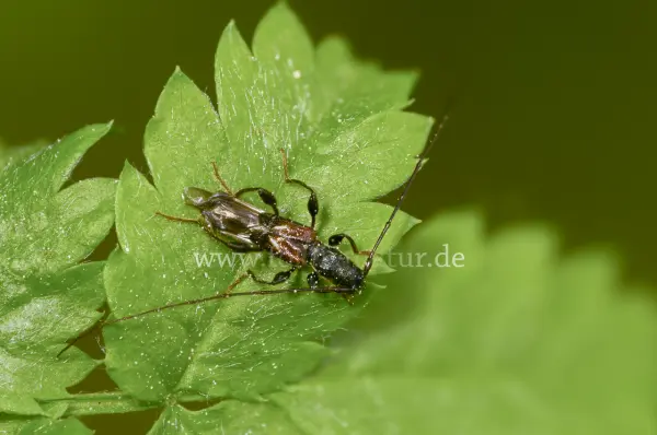 Fokus-Natur Bild