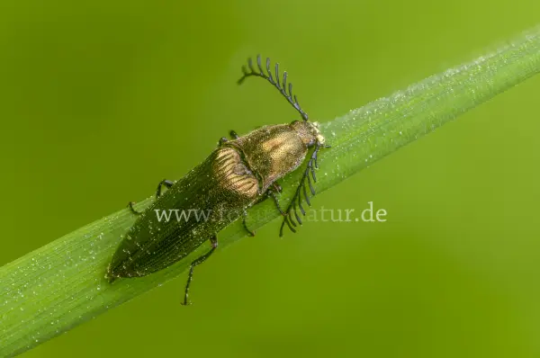 Fokus-Natur Bild