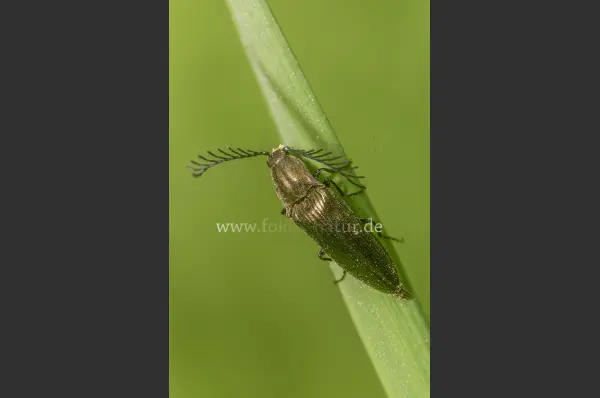 Fokus-Natur Bild