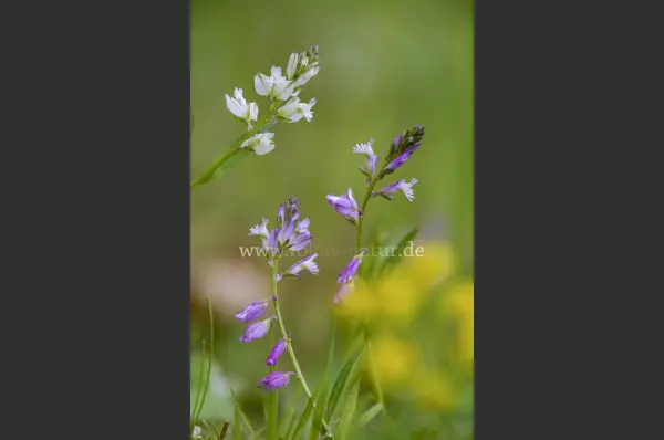 Fokus-Natur Bild