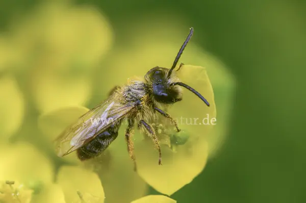 Fokus-Natur Bild