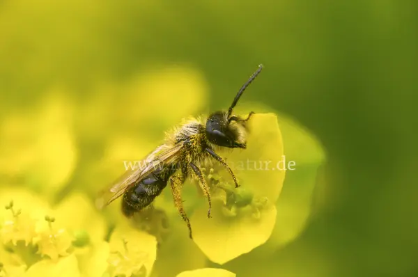 Fokus-Natur Bild